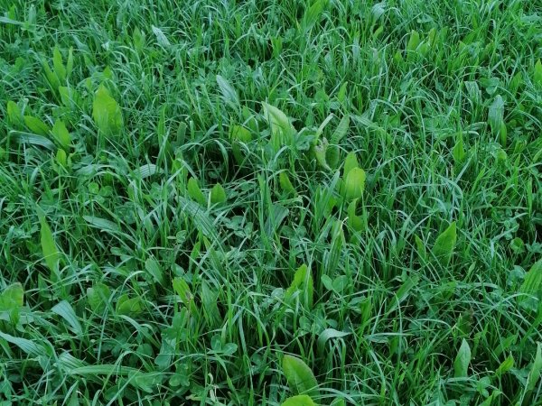 Spitzwegerich-Chicorée-Weidemischung