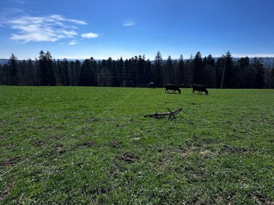 50% Weideanteil in Les Reusilles, ca. 1000 m ü.M.