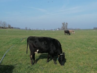 Oder direkt in die Umtriebsweide starten?