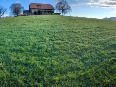Grasmessen macht auch bei Kurzrasenweide Sinn