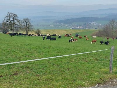 20. Februar: Die frühen Vollweidebetriebe starten.