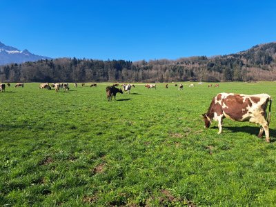Pflegeweide - gerade auch bei Mäuseschäden
