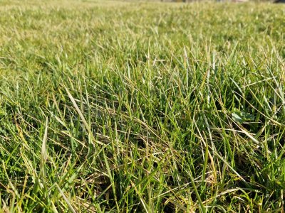 Rohrschwingel braucht etwas höhere Temperaturen