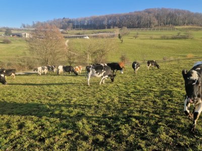 Weidestart in Olsberg BL