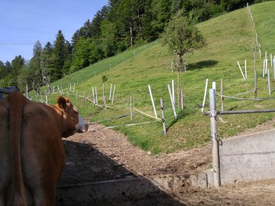 Schmale Koppeln und kurze Besatzzeiten